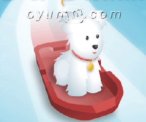 Yavru Köpek Buz Kayağı