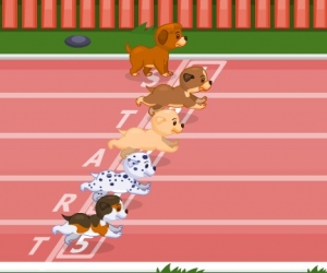 Yarışçı Küçük Köpekler